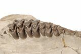 Fossil Oreodont (Merycoidodon) Jaw - South Dakota #198198-5